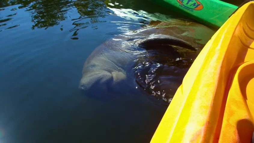 manatee in water