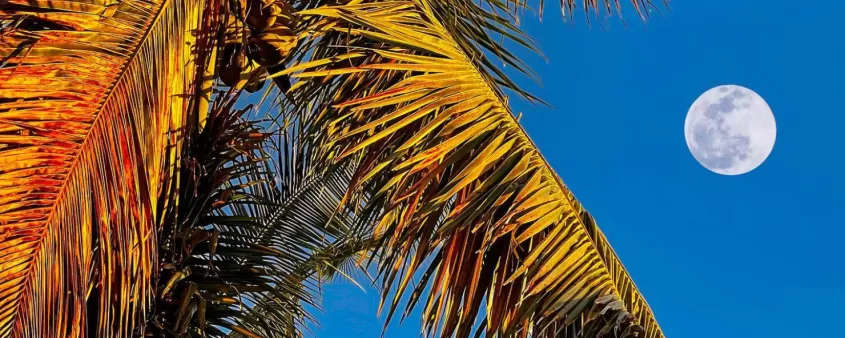 Full moon and palms