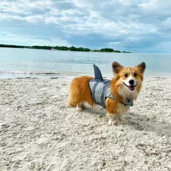 Dogs love a day at the dog beach